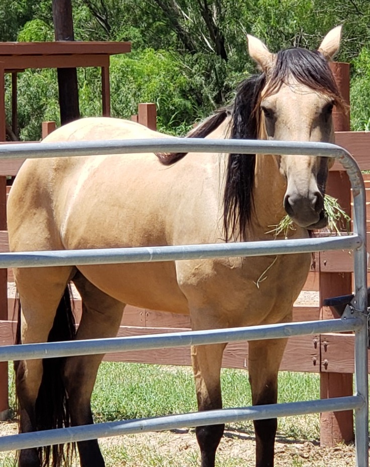 horsepic